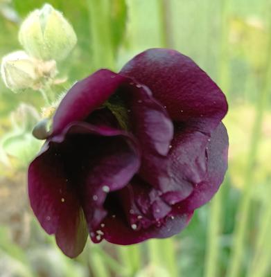 Alcea rosea nigra - čierna topoľovka - Obrázok č. 1