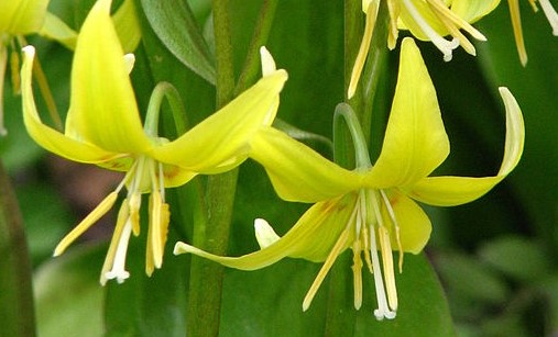 Erythronium Pagoda (Kandík) - Obrázok č. 1