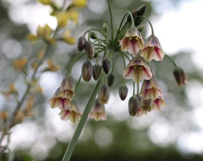 Nectaroscordum siculum (Bulharský cesnak) - Obrázok č. 1