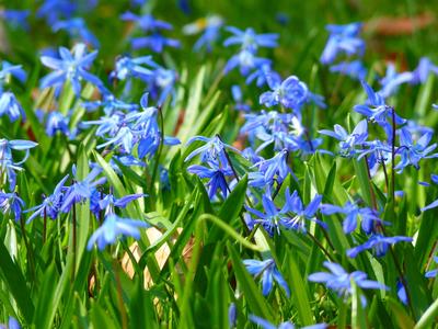 Scilla siberica - cibuľky - Obrázok č. 1