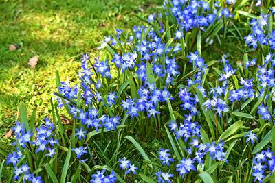 Chionodoxa (Modravka) - cibuľky - Obrázok č. 1