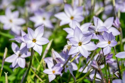 Ipheion (Hviezdice) - cibuľky - Obrázok č. 1