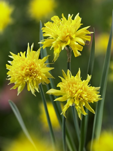 Botanické narcisy - cibuľky - Obrázok č. 1