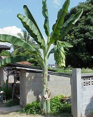 Ensete glaucum - semená - Obrázok č. 1