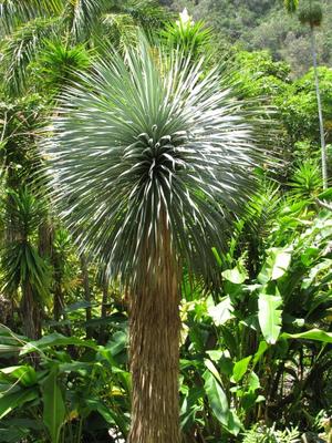 Yucca rostrata - semená - Obrázok č. 1