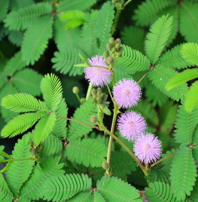 Mimosa pudica - semená - Obrázok č. 1