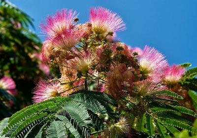 Albizia julibrissin - semená - Obrázok č. 1