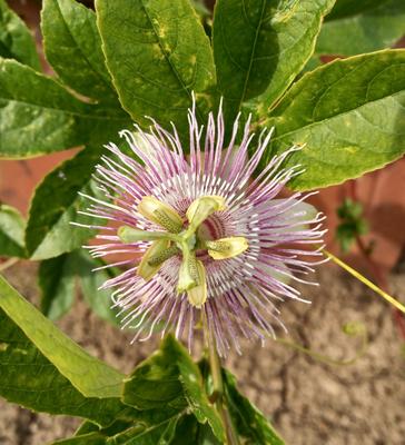 Passiflora incarnata - Obrázok č. 1