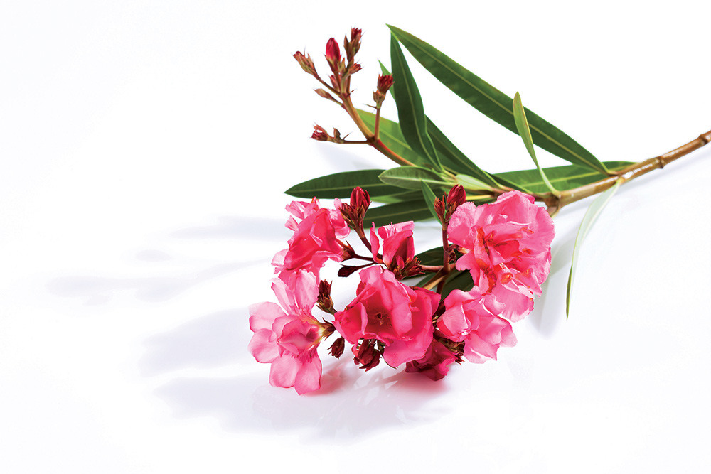 Oleander