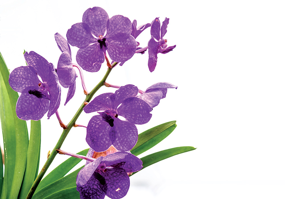 Vanda