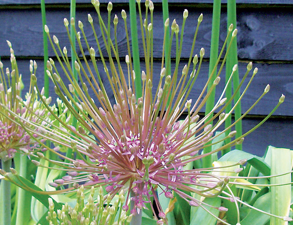 Allium schubertii