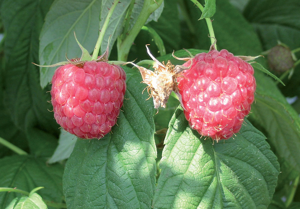 Maliny, odroda Pokusa