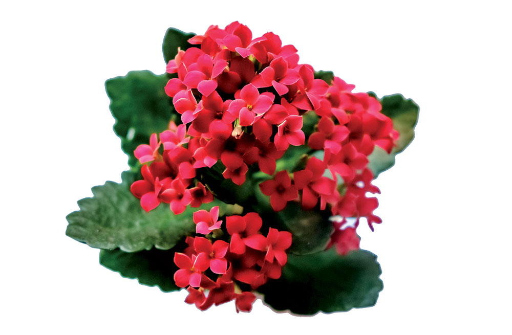 Kalanchoe blossfeldiana