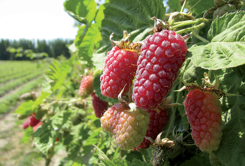 Malinočernice, odroda Loganberry