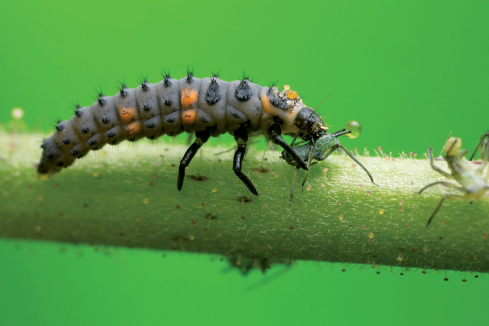 Larva lienky