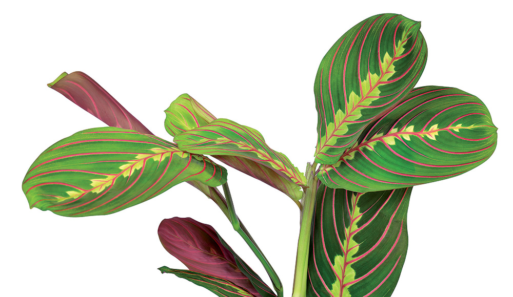 Maranta