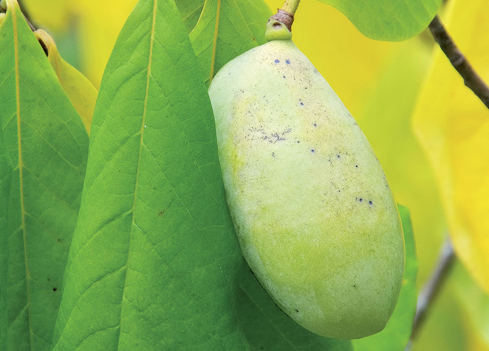 Asimina triloba