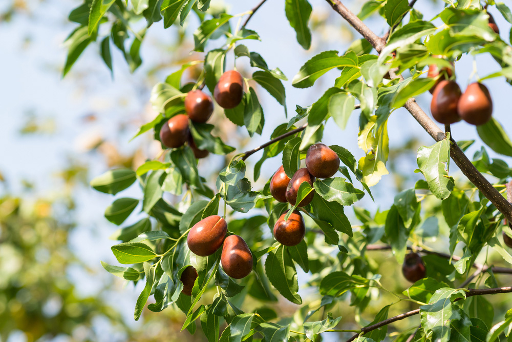 Jujuba: Prírodný antioxidant z Číny, ktorý zlepší celkovú imunitu