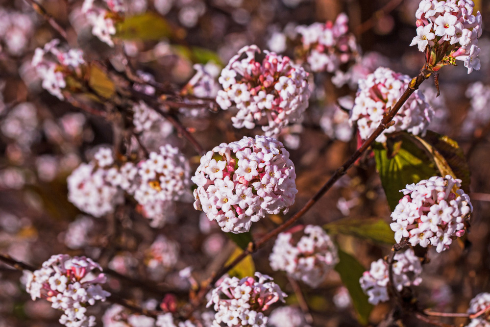 Viburnum bodnantense