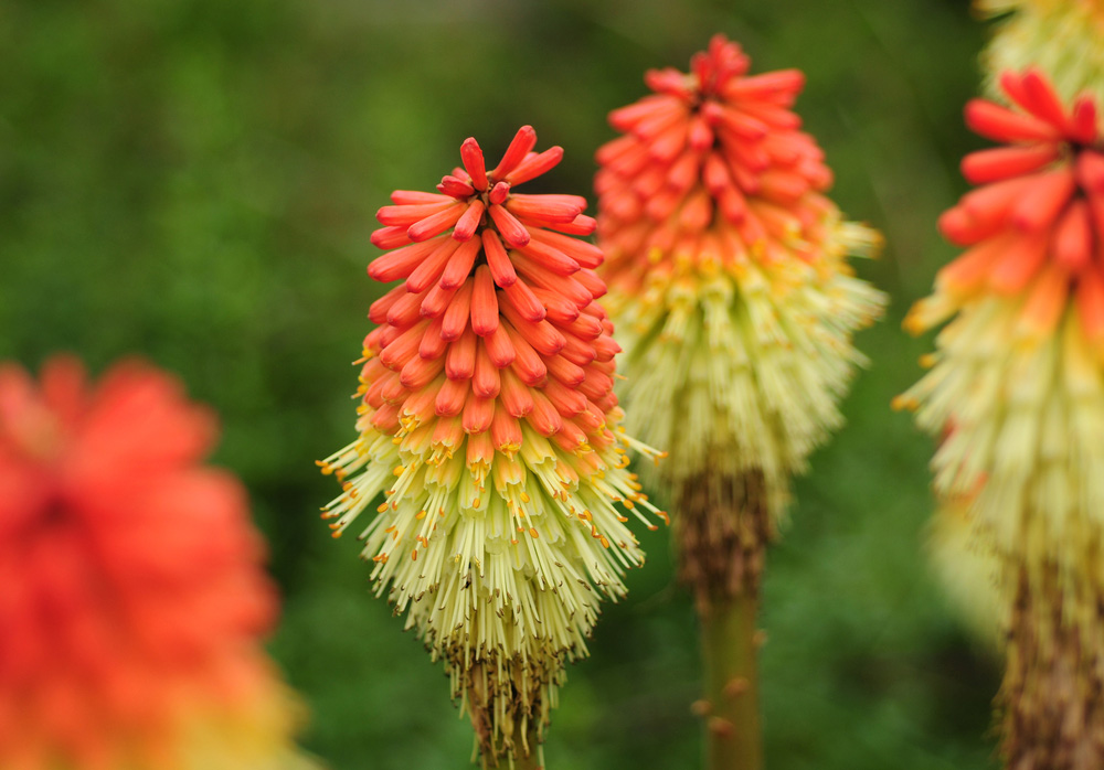 Kniphofia