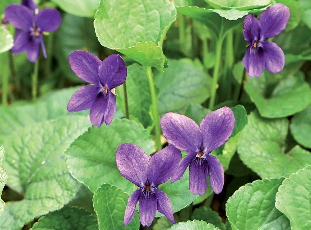 Viola odorata