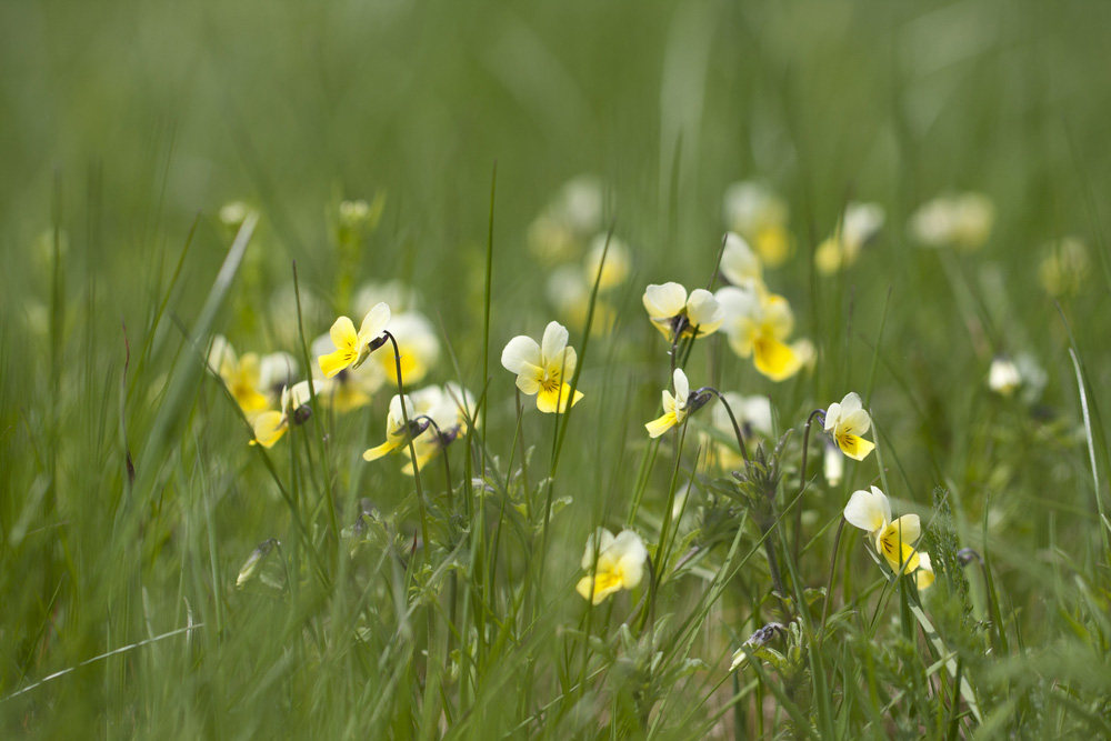 Viola arvensis