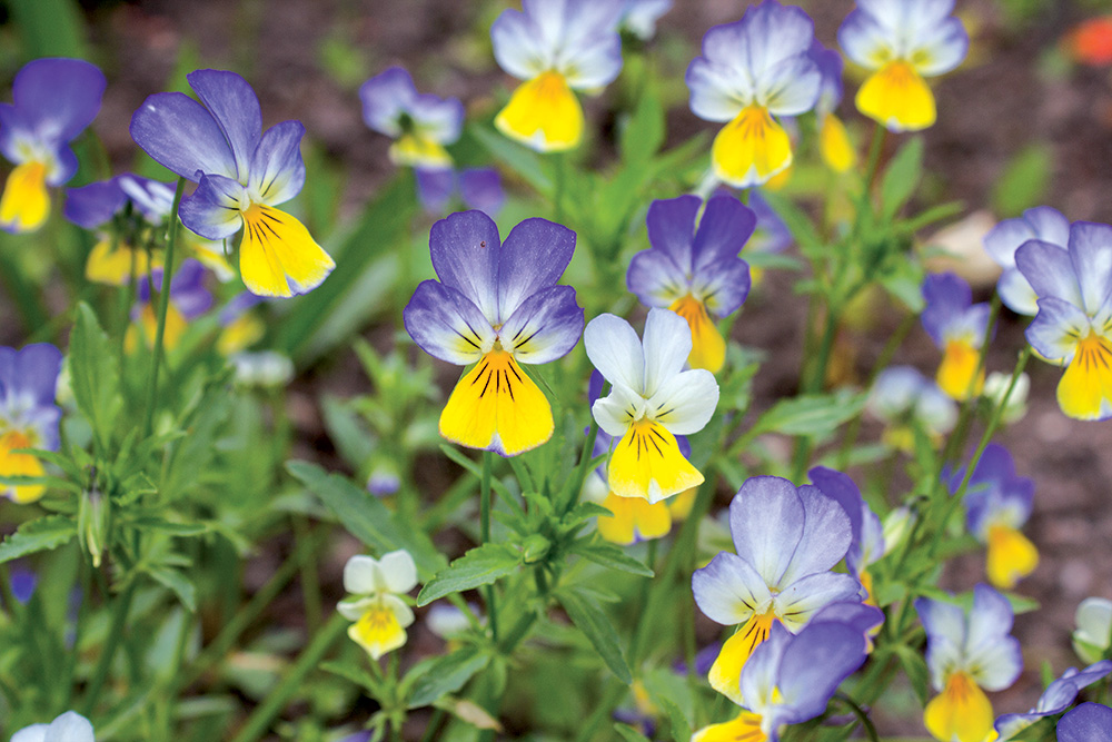 Viola tricolor