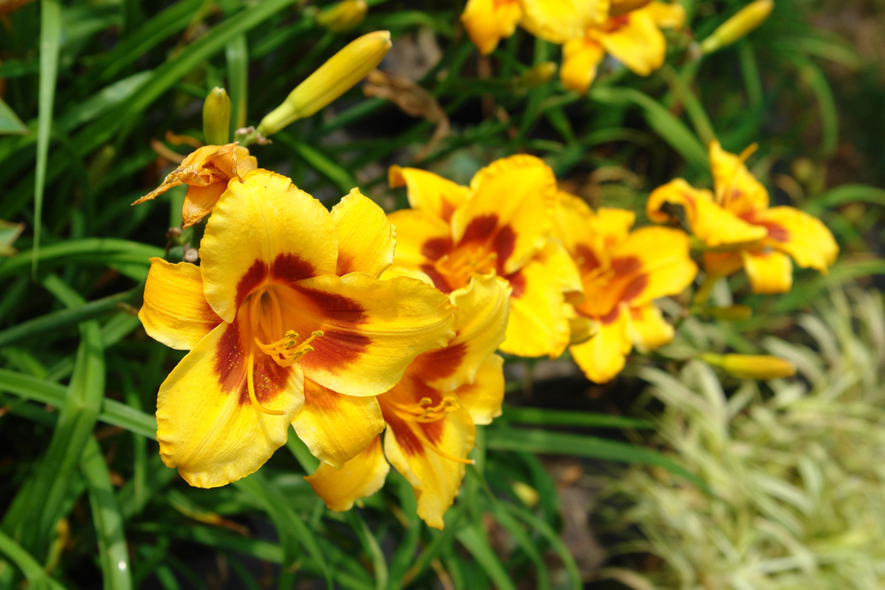 Hemerocallis 'Stella de Oro'