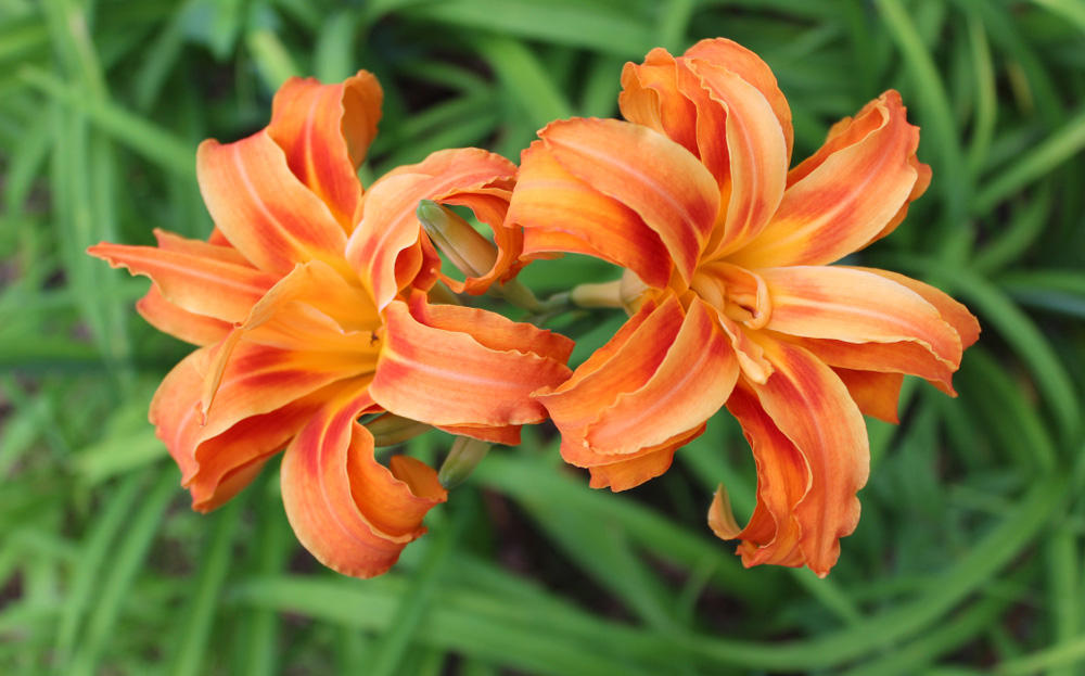 Hemerocallis fulva