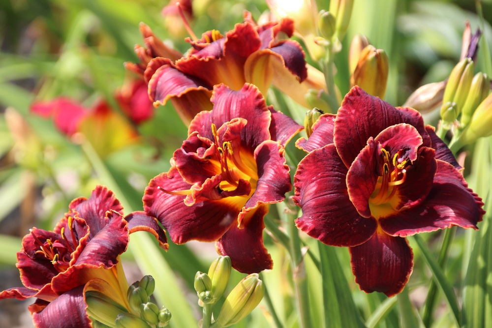 Hemerocallis "Night Ember"