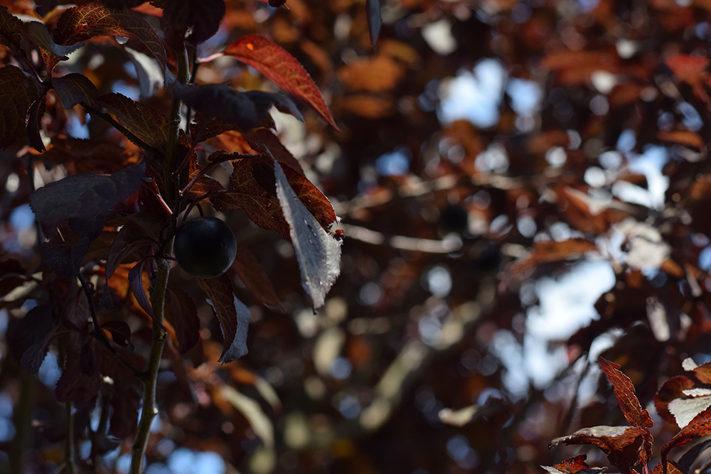 Prunus cerasifera Nigra