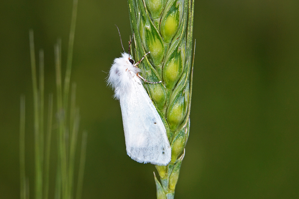 Spriadač motýľ