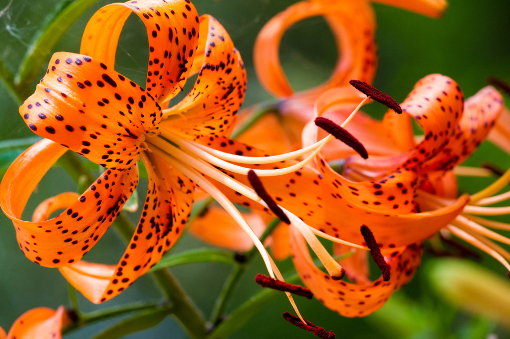 Lilium lancifolium