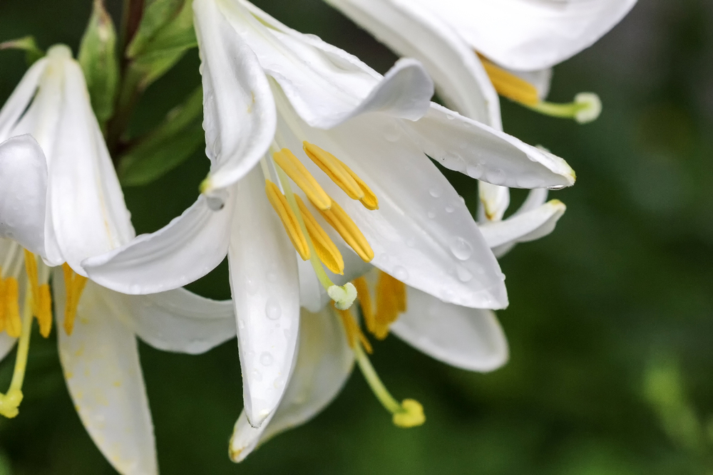 Lilium candidum