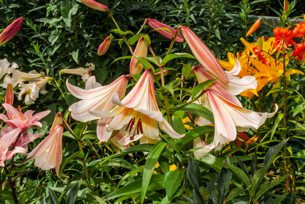 Lilium regale