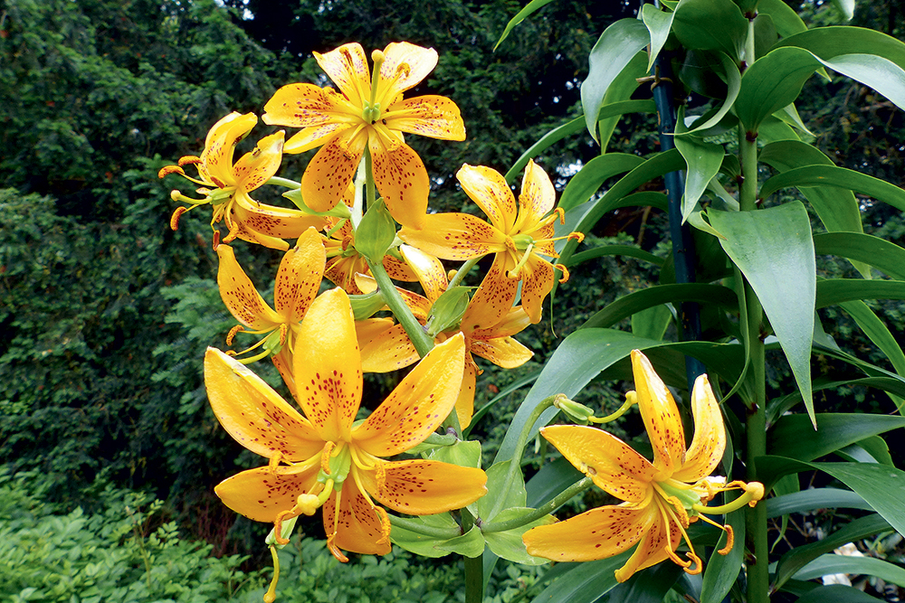 Lilium hansonii