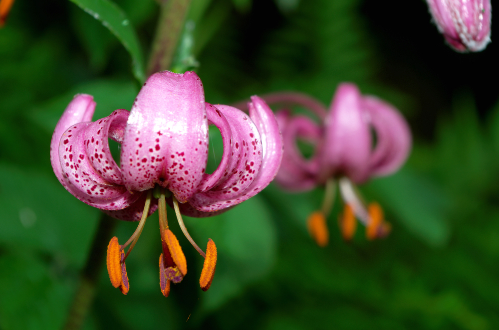 Lilium martagon