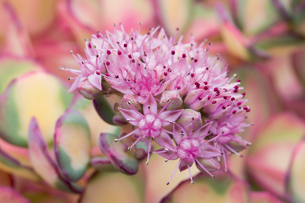 Sedum sieboldii