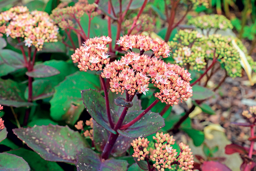 Sedum telephium ,Matrona'