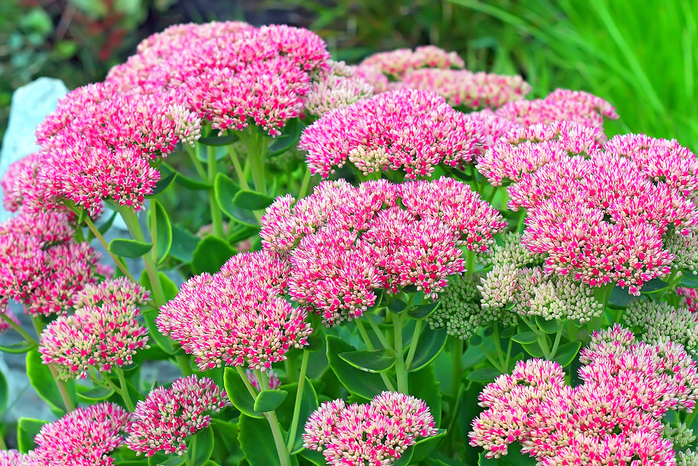 Sedum telephium Brilliant