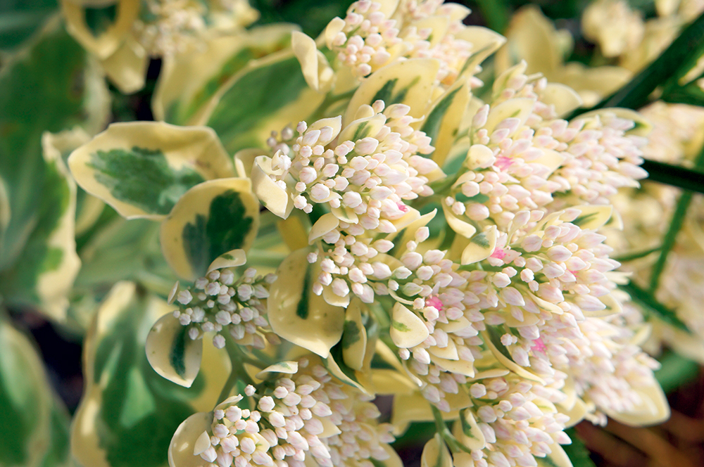 Sedum telephium ,Frosty Morn'