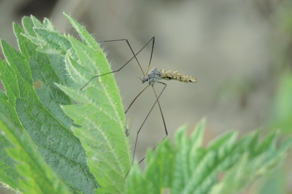 Tipula