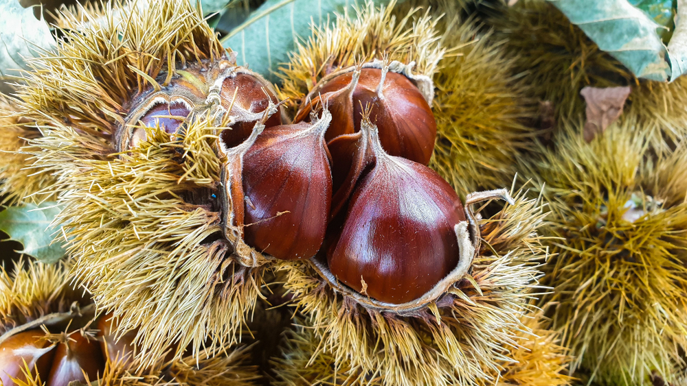 Gaštany v šupke