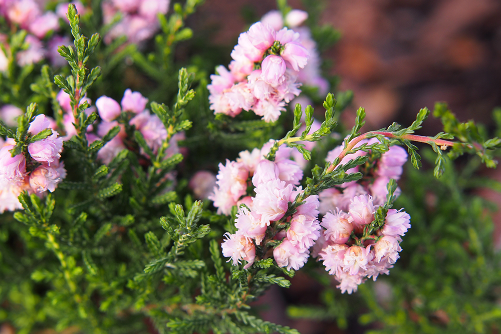 Calluna vulgaris H.E.Beale