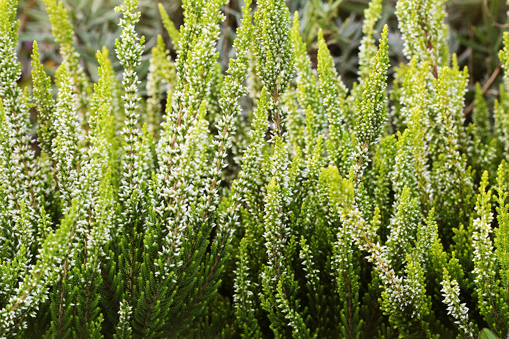 Calluna vulgaris Skyline