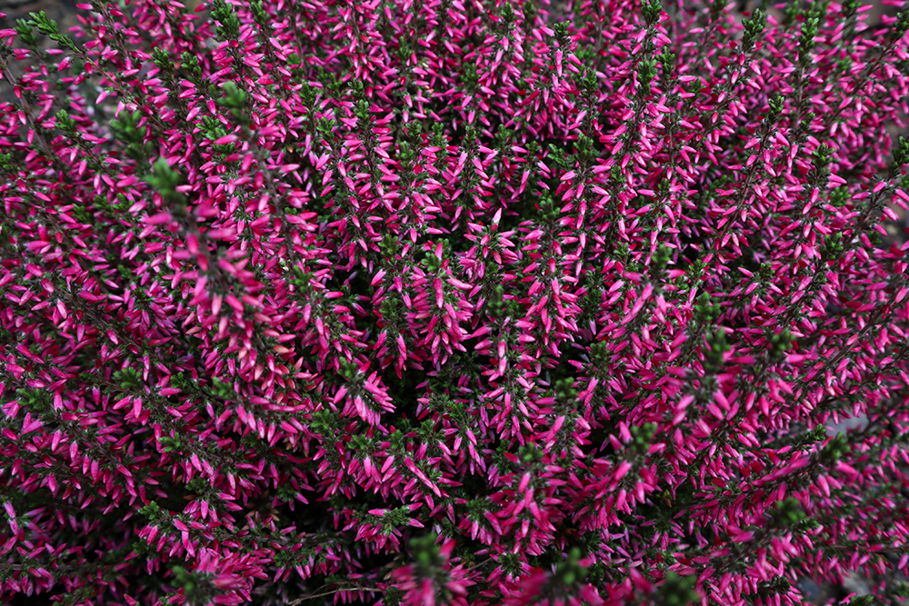 Calluna vulgaris Athene