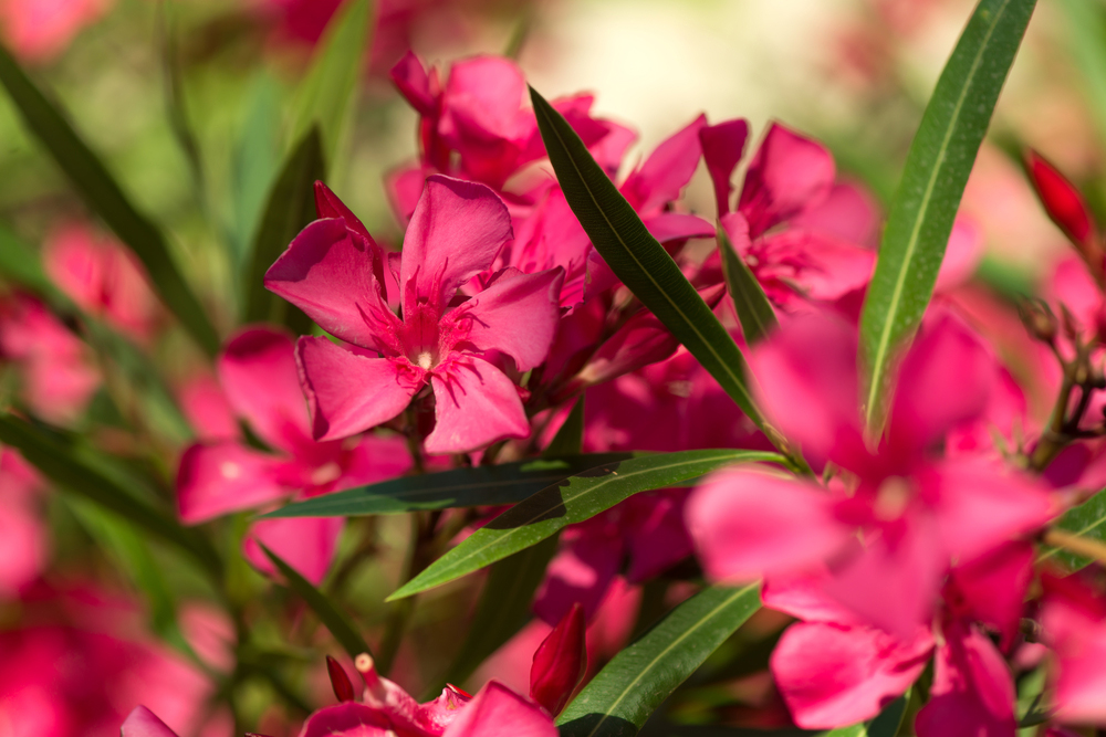 Oleander