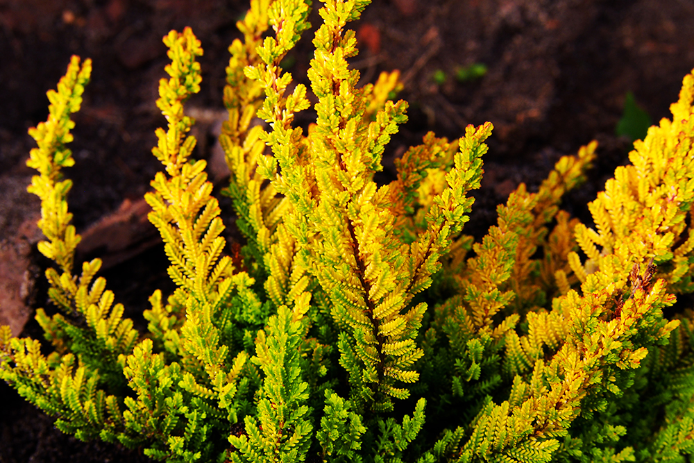 Calluna vulgaris Zora