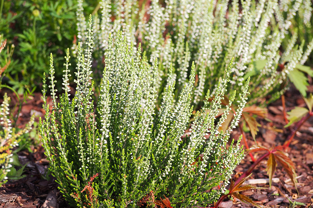 Calluna vulgaris Bettina