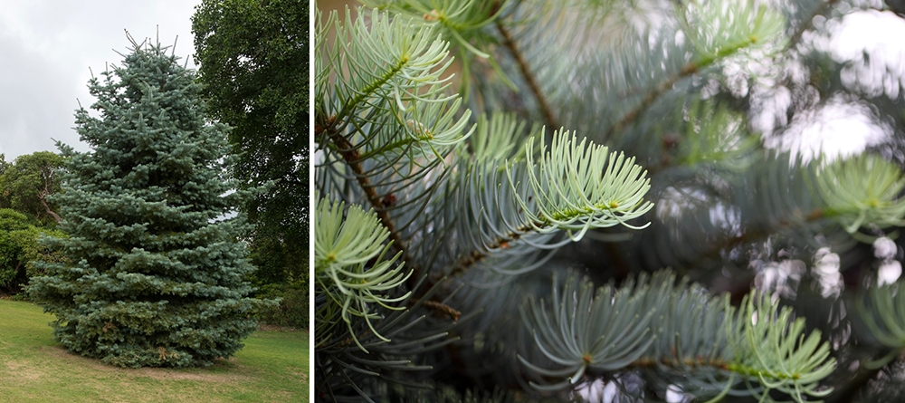 Abies concolor